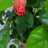 Yoder Orange Hibiscus