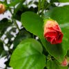 Yoder Orange Hibiscus