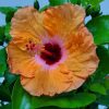 Yoder Orange Hibiscus