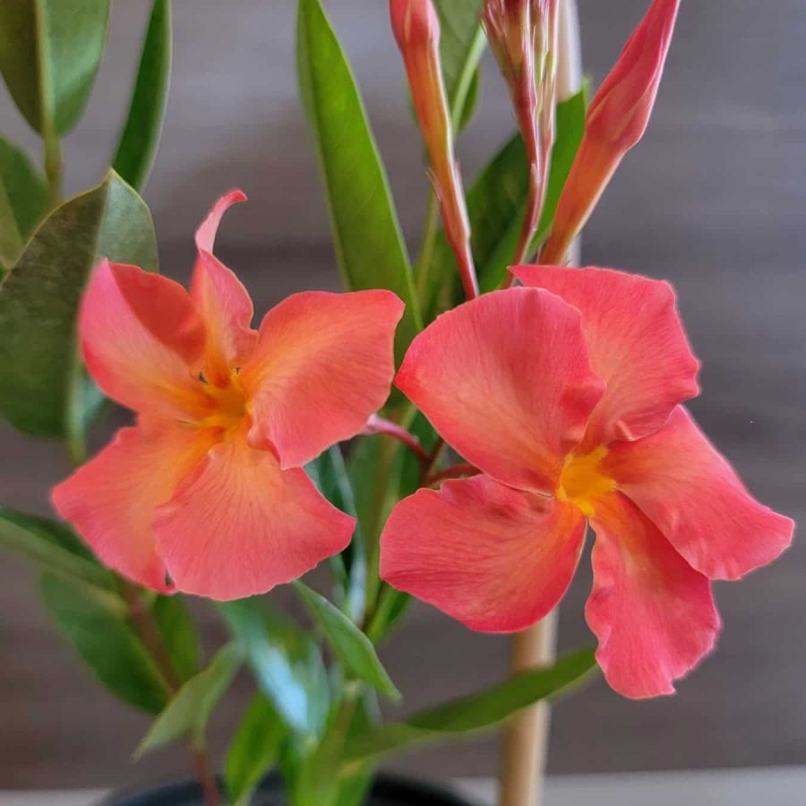 Orange Mandevilla Flowers