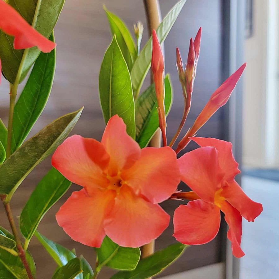 Orange Mandevilla Vine Flowers