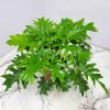 philodendron selloum