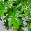 philodendron selloum