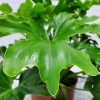philodendron selloum