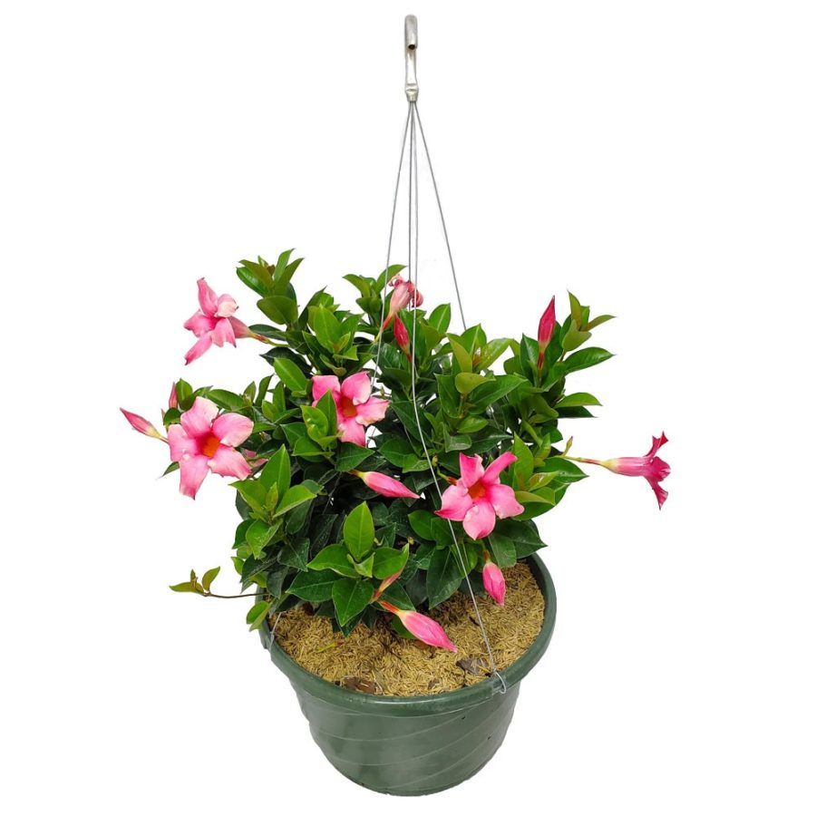 Pink Dipladenia Hanging Basket