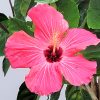 Braided Hibiscus Tree Painted Lady Pink