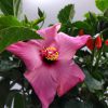 Multi Color Braided Hibiscus Tree - Image 4