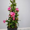 Mandevilla Trellis Pink - Image 4