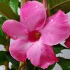 Mandevilla Trellis Pink - Image 3
