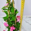 Mandevilla Trellis Pink - Image 2