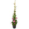 Mandevilla Trellis Pink