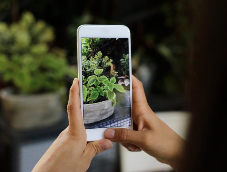 plant social media plants on social media Indoor plants Mood booster air purifier Improved concentration Stress relief Mental Health boost calming environment House plants plant pets green companions healthy life mental health awareness sunlight Online plant shop live plants live plant shop shop online plants online