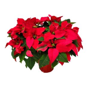 Poinsettia Freedom Red