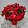 poinsettia freedom red