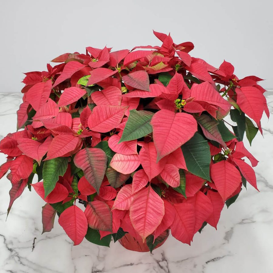 poinsettia freedom red