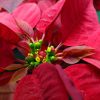 poinsettia freedom red