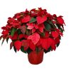 poinsettia freedom red