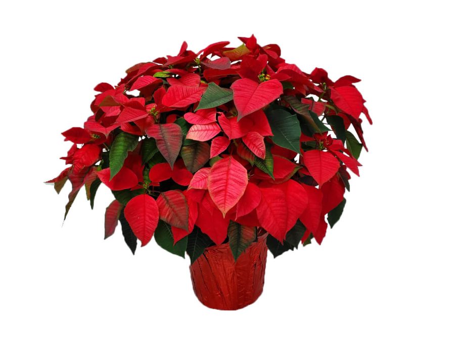 poinsettia freedom red
