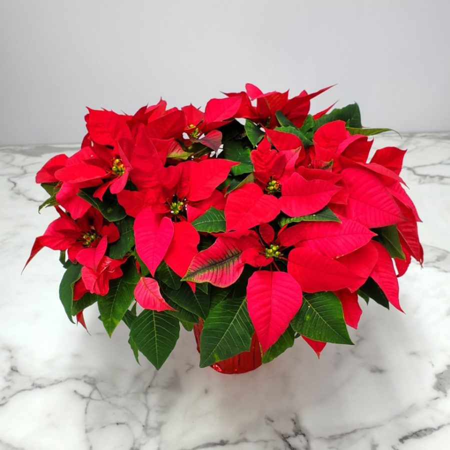 Poinsettia Freedom Red