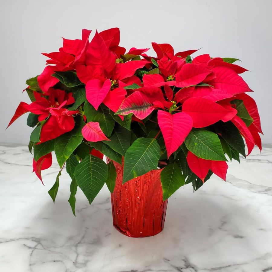 Poinsettia Freedom Red