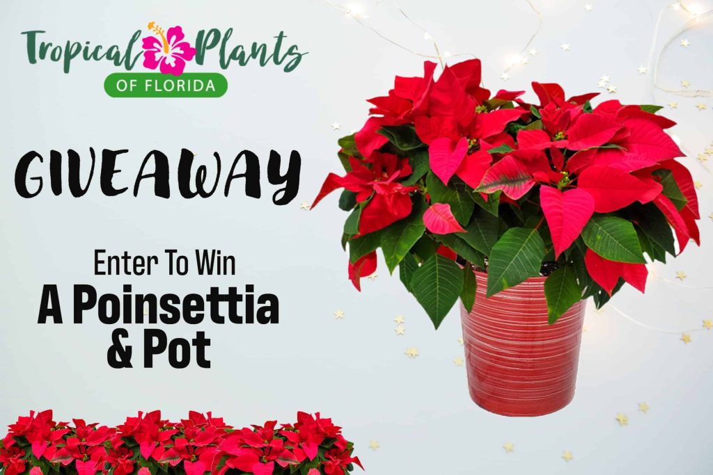 Poinsettia Giveaway