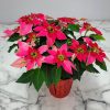Poinsettia Luv U Pink