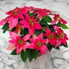 Poinsettia Luv U Pink