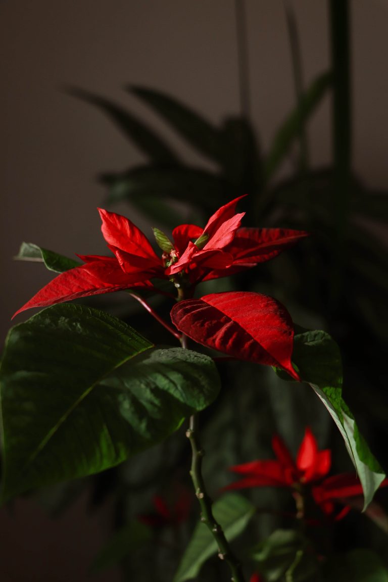 Poinsettia Poinsettias Green Red Holiday Holiday flower Christmas Festive Flowers