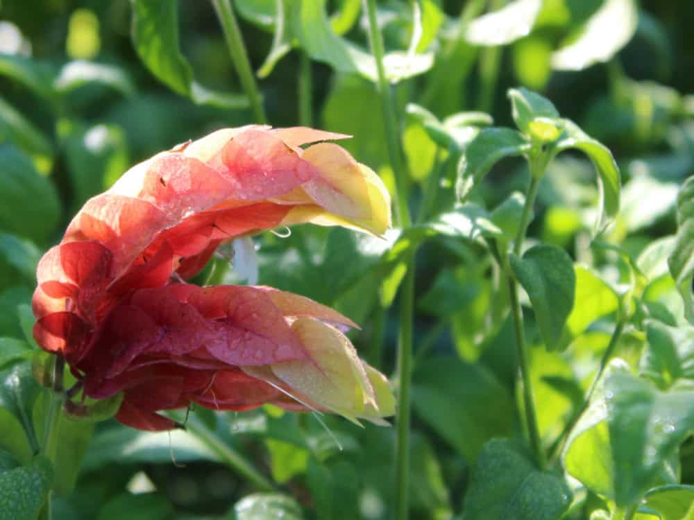 Atlanta Pollinator Plants