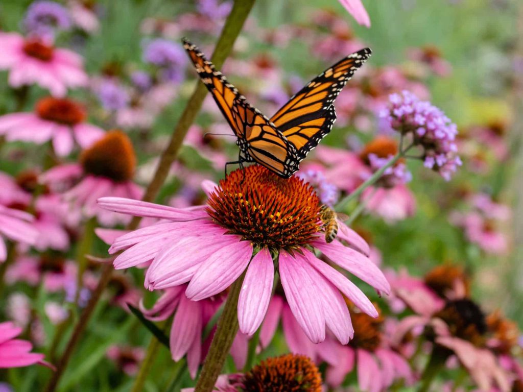 Pollinator Plants for Charleston