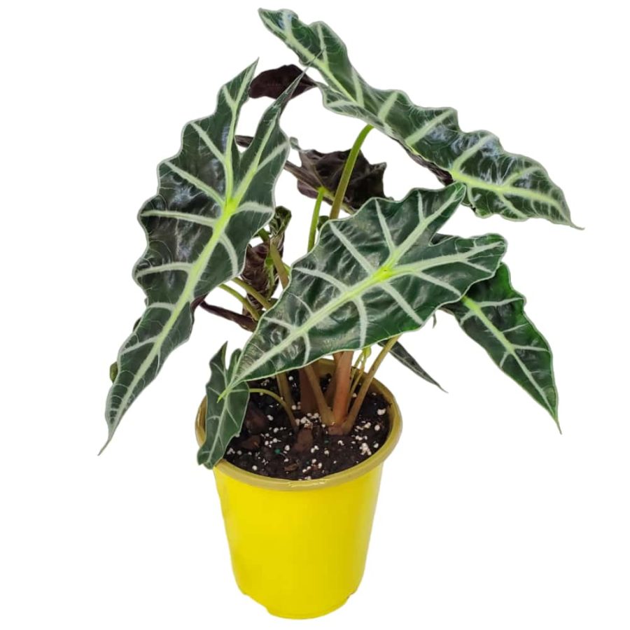 alocasia polly plant for sale