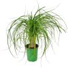 Ponytail Palm
