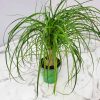 Ponytail Palm Tree