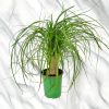 Ponytail Palm