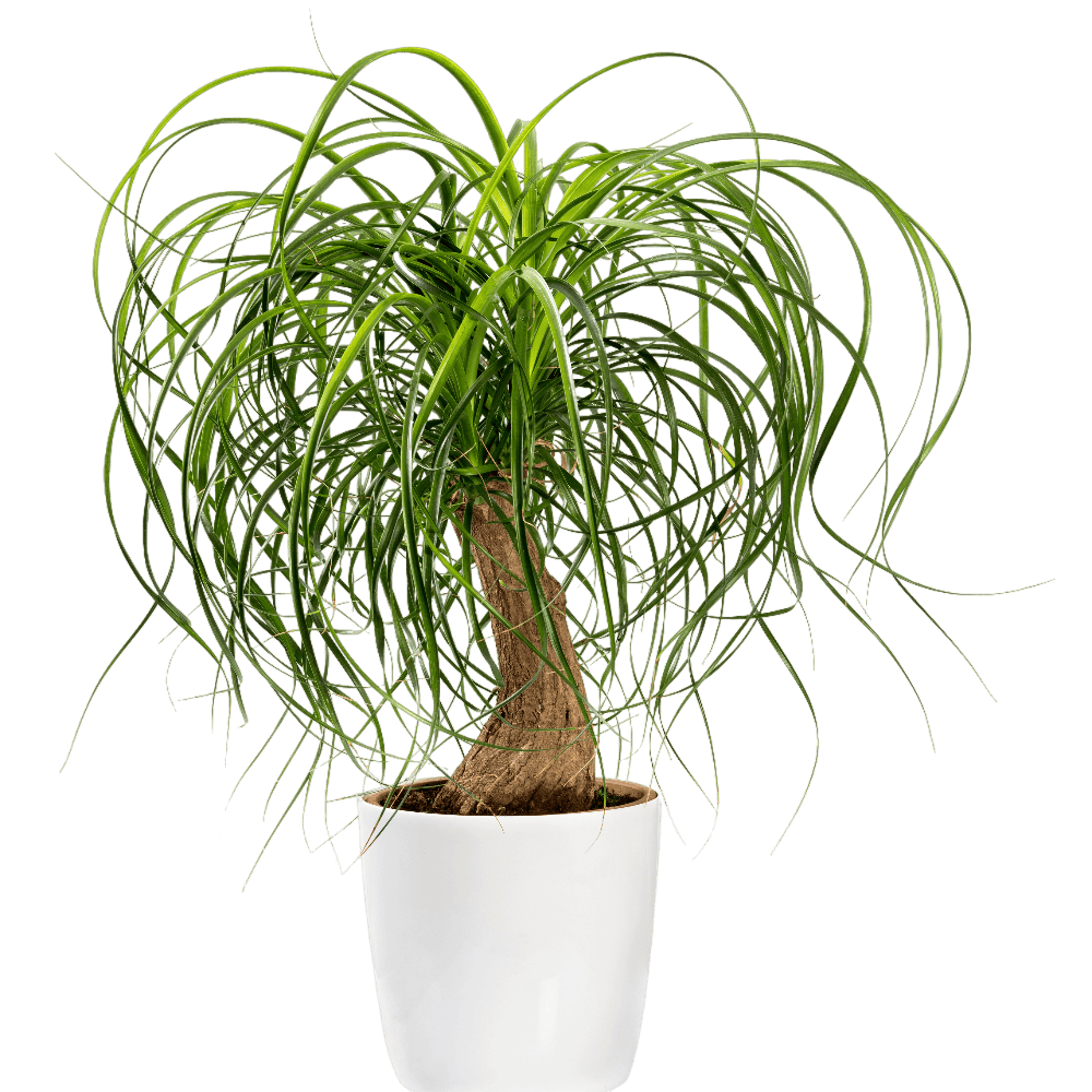 ponytail palm plant for sale