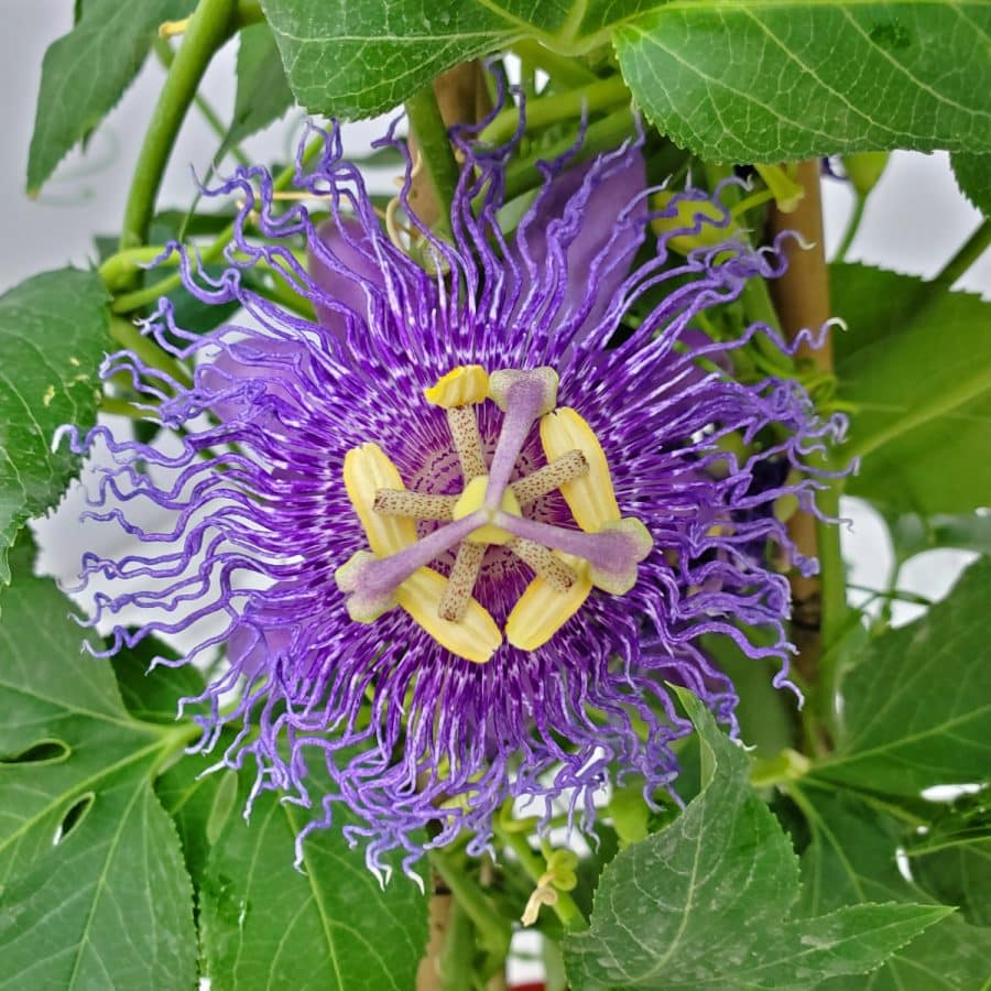 Purple Passion Flower