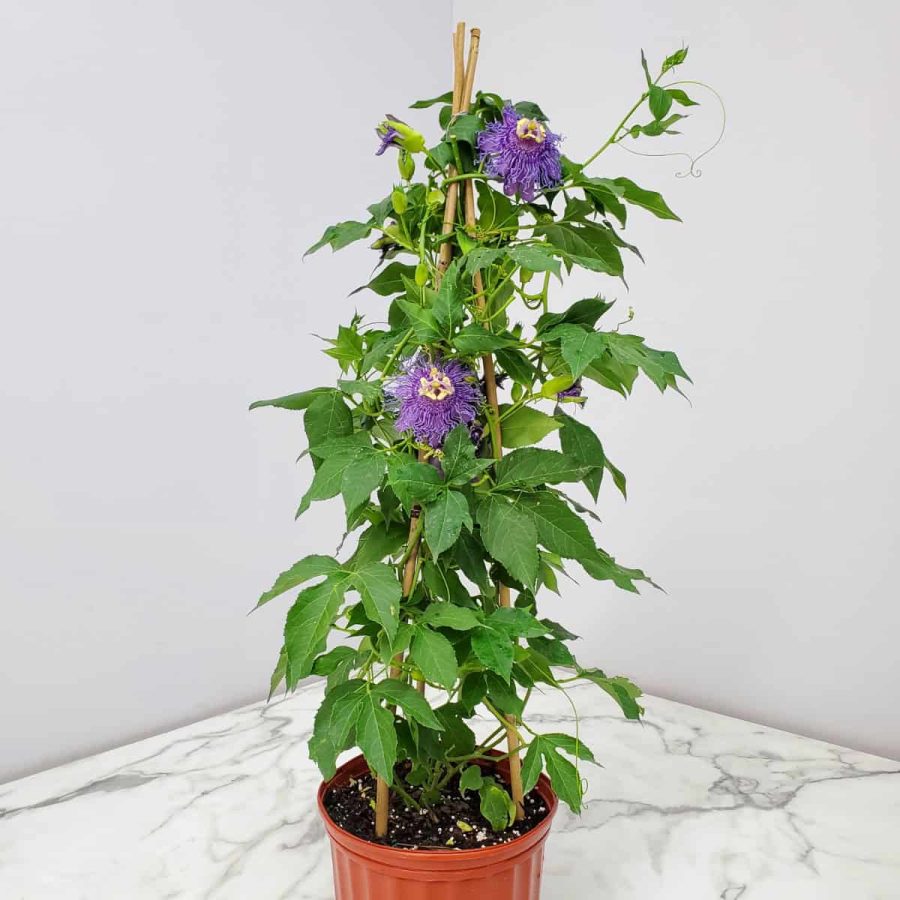 Purple Passion Flower Vine