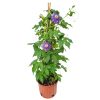 Purple Passion Vine Plant for Sale