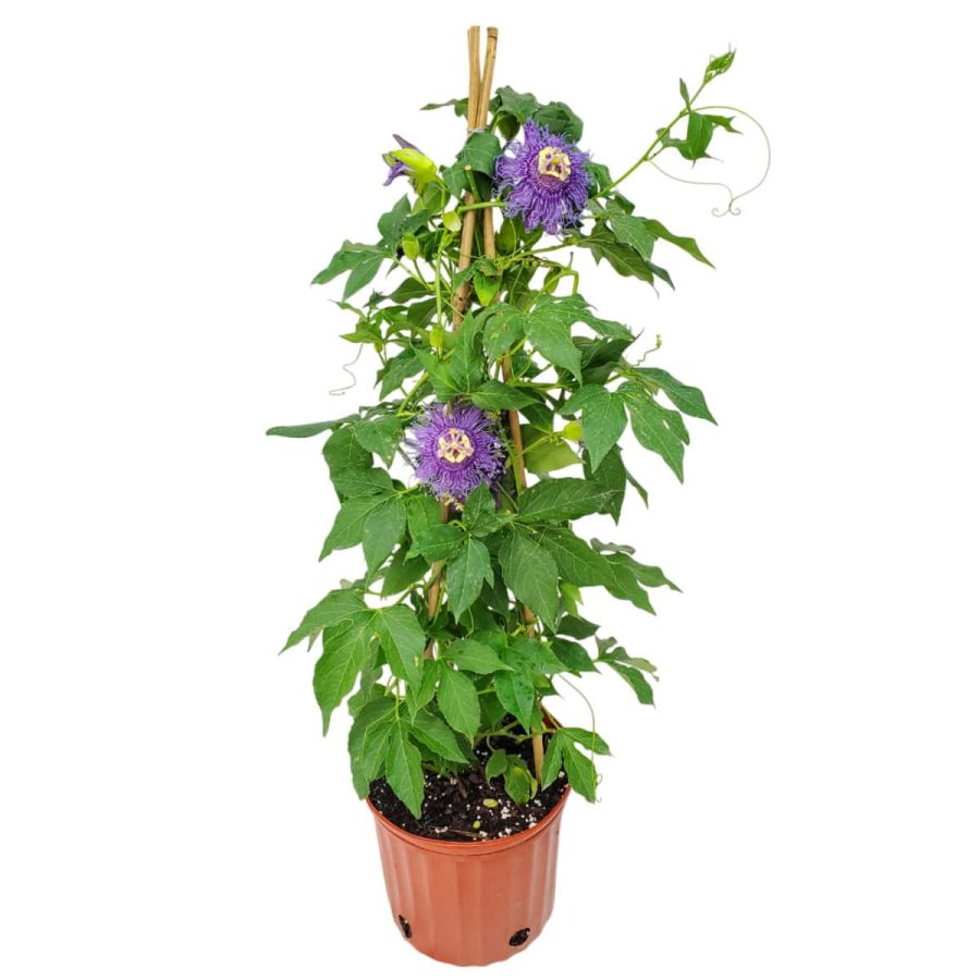 Purple Passion Vine Plant for Sale