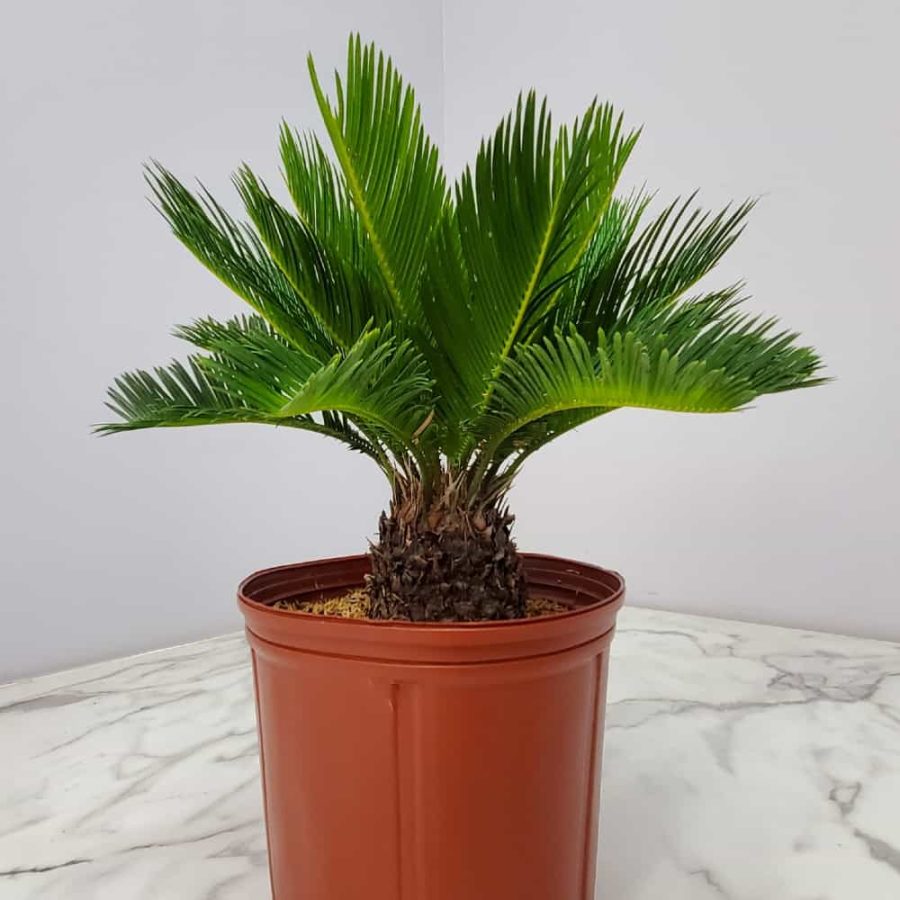pygmy palm tree