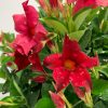 Red-Dipladenia-Hanging-Basket