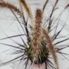 Red Fountain Grass
