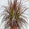 Red Fountain Grass