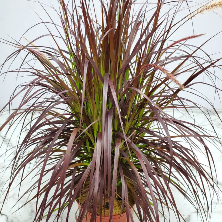 Fountain Grass Red Plant Tropical Plants of Florida