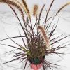 Red Fountain Grass