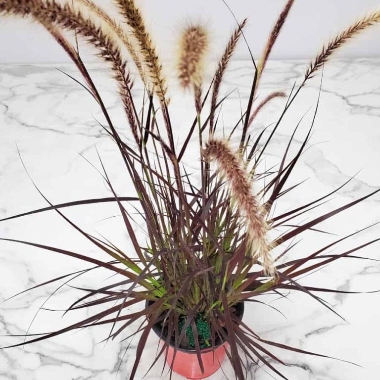 Fountain Grass Red Plant Tropical Plants of Florida