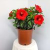 yoder red hibiscus bush