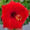 yoder red hibiscus bush