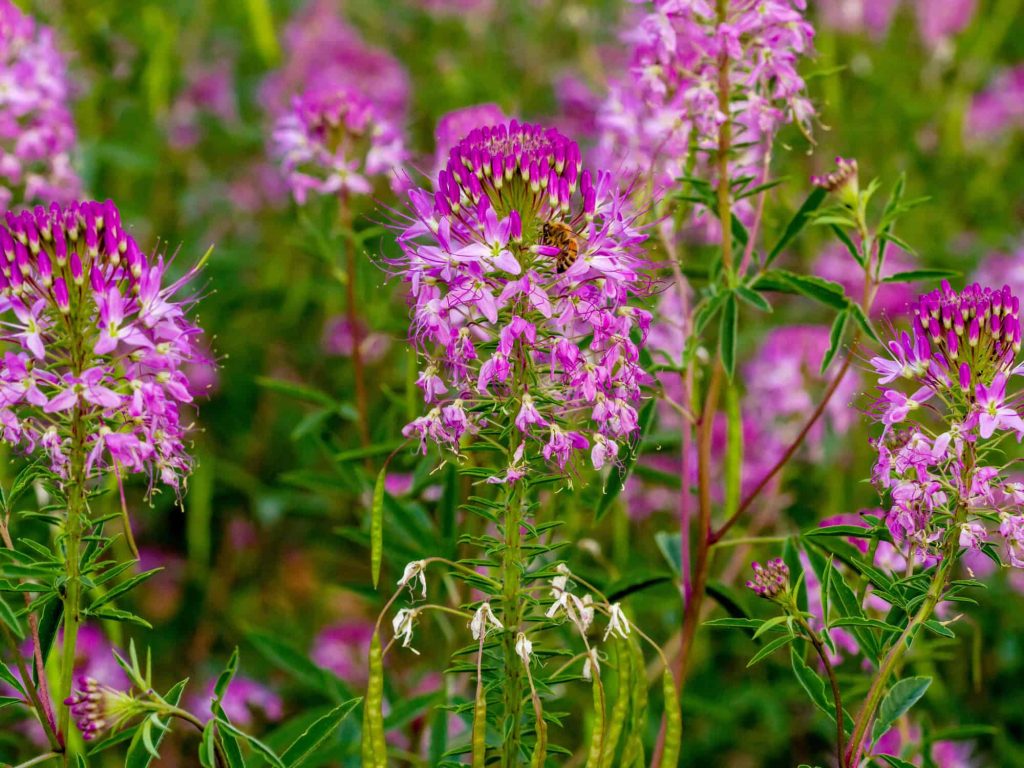 best colorado flowers