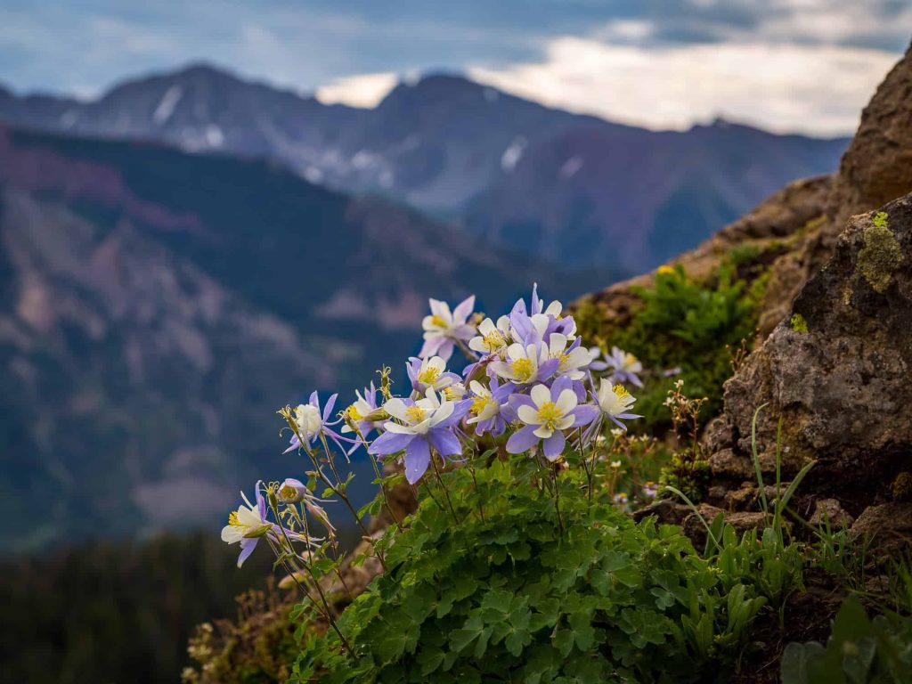 native colorado wildflowers